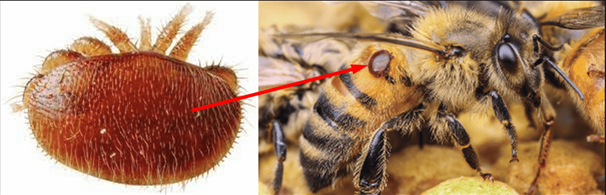 Close-up photograph of Varroa mite on adult bee.png